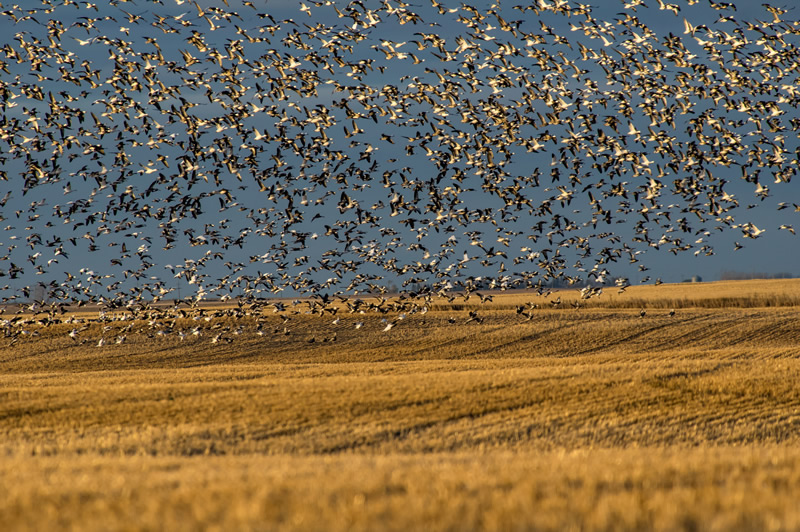 In the Field by Steve Tugwell